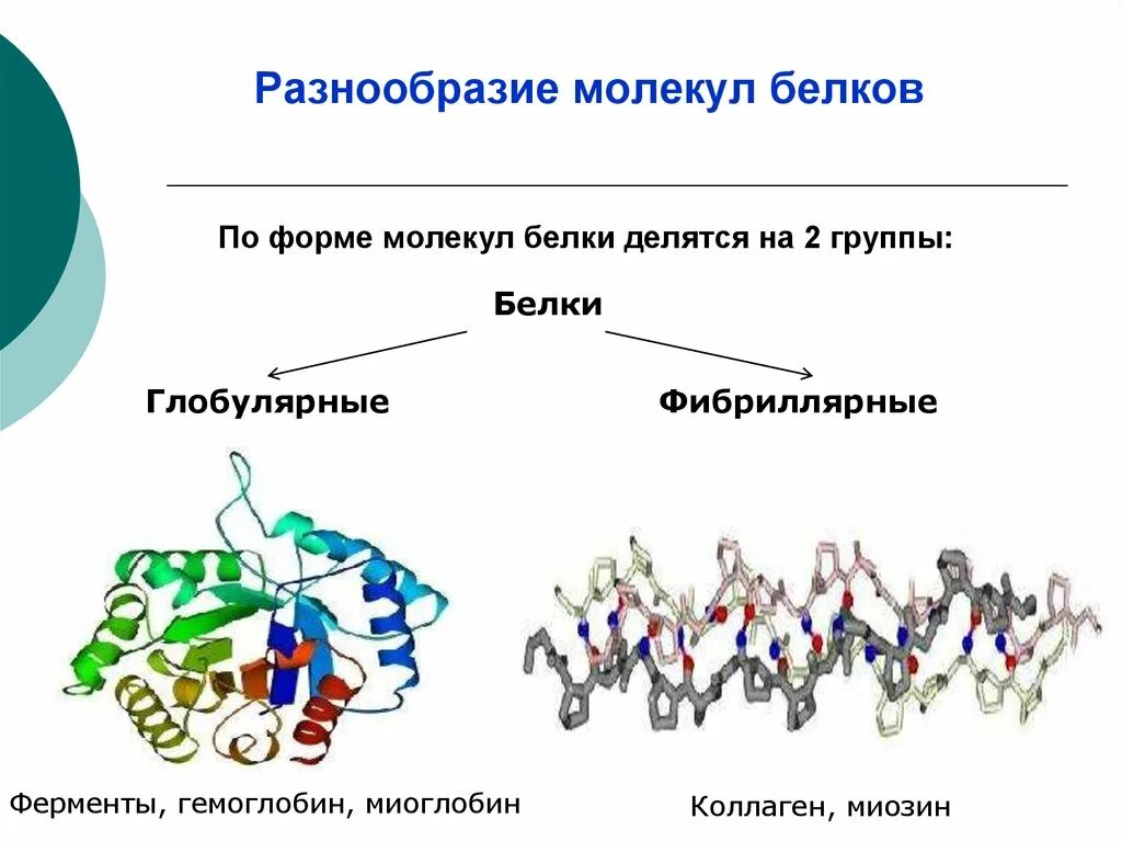 Формы белковых молекул. Классификация белков по форме. Белки по форме молекул. Классификация РО формебелковых молокул. Класмификацияб Елков по форме.