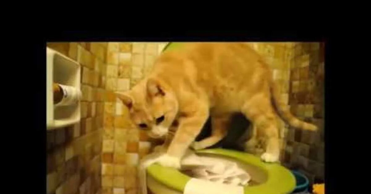 Кот в унитазе видео. Кошки хулиганы видео.