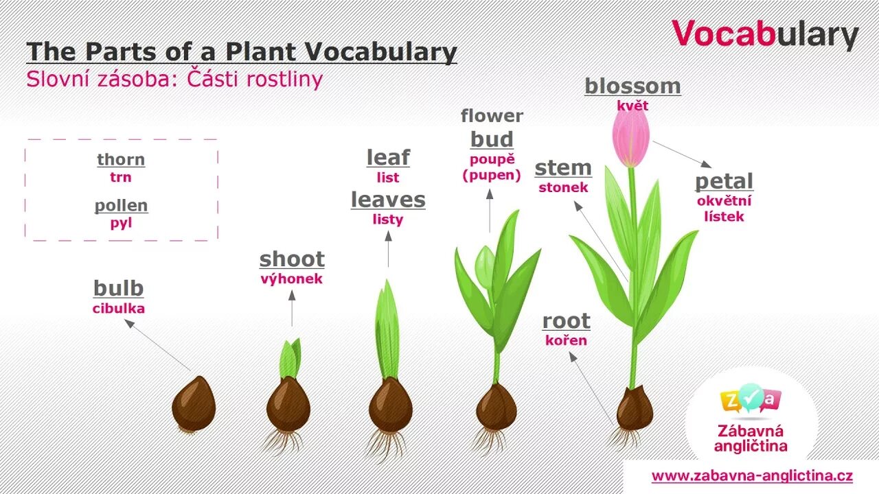 Plants kinds. Plants на английском для детей. Parts of the Flower in English. Parts of a Plant. Parts of Plants for Kids.