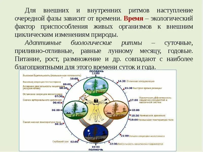 Виды биоритмов человека. Внутренние и внешние ритмы организмов. Биологические ритмы внешние и внутренние. Биологические ритмы суточные и сезонные. Ритмы живой природы