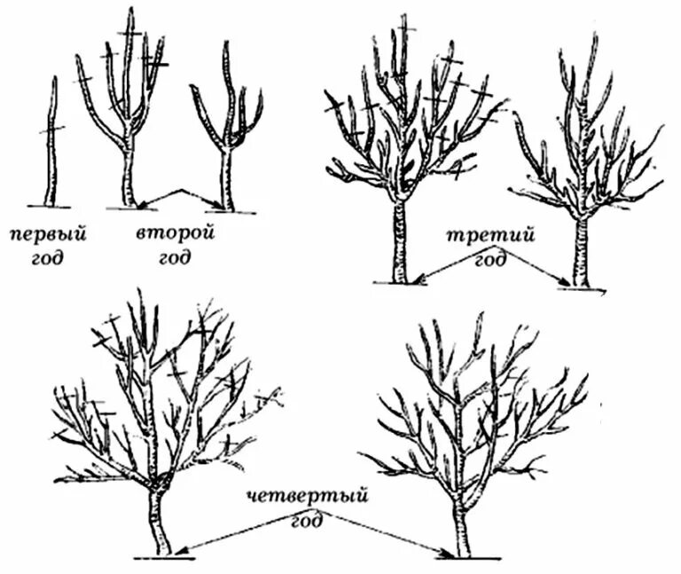 Как правильно обрезать яблоню весной 5 лет. Формирование яблони разреженно ярусная крона. Формирование разреженно-ярусной кроны яблони. Схема формирования разреженно-ярусной кроны яблони. Формирование разреженно ярусной кроны.