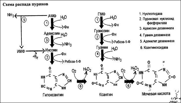 Одинаковые продукты распада удаляются. Схема синтеза пуриновых нуклеотидов. Дополнительные пути синтеза пуриновых нуклеотидов. Распад аланина до конечных продуктов. Мочевая кислота это продукт распада.