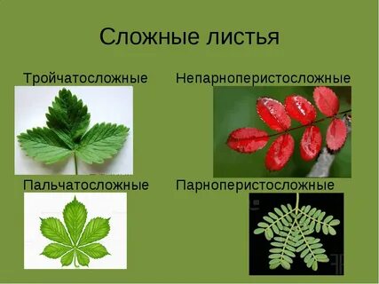 Жилкование рябины