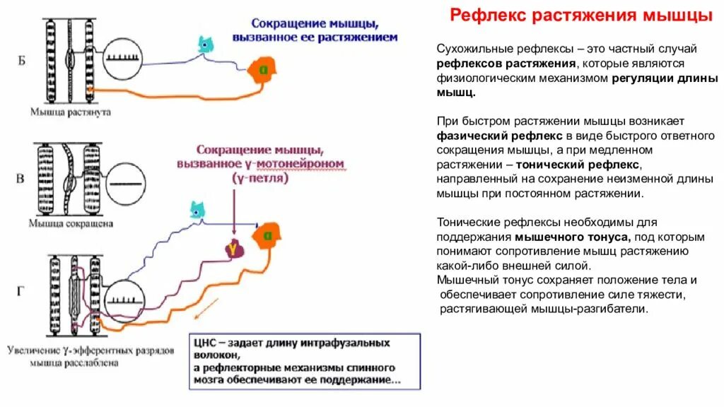 Рефлексы регуляции длины мышц спинного мозга. Рефлекторная регуляция напряжения мышц спинного мозга. Механизм рефлекс фазный в спинной мозг. Механизм мышечного сокращения рефлекторная дуга. Какой ток вызывает сокращение мышц