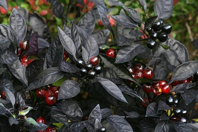 Black Hungarian Pepper Guide: Heat, Flavor, Uses Pepper plants, Seeds, Pepper se