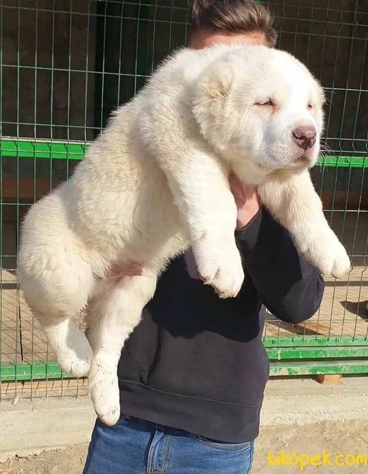 Самого большого алабая в мире. Алабай собака. Туркменский алабай. Монгольский алабай. Карликовый алабай.