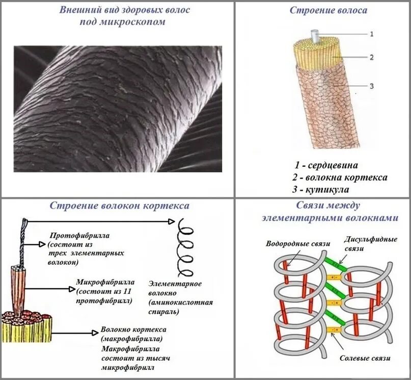 Кератин волоса строение химическая структура. Химическое строение волоса дисульфидные связи. Строение волоса кератин. Структуры волокон кортекса волоса. Рост волоса происходит за счет