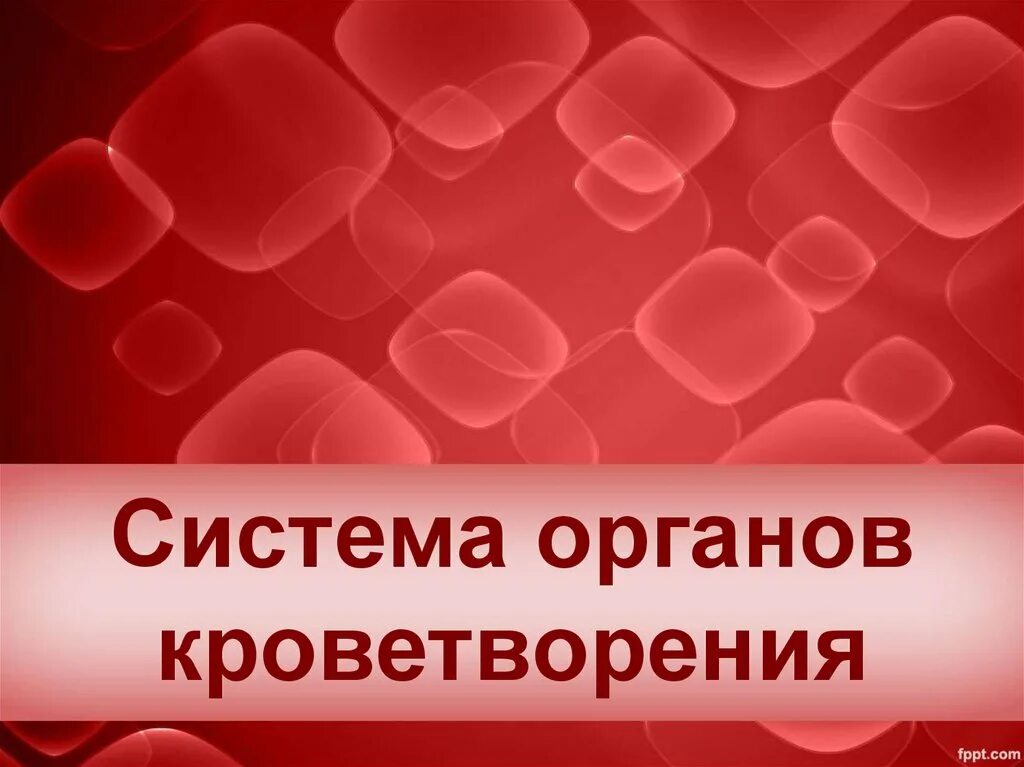 Система органов кроветворения. Органы кроветворения презентация. Кроветворная система презентация. Кроветворение в организме человека. Какой орган кроветворный