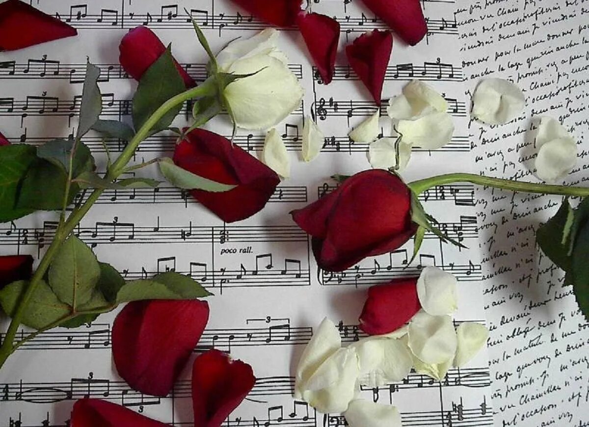 Лепестки роз. Ноты и цветы. Открытки с лепестками роз. Песня заказать любовь