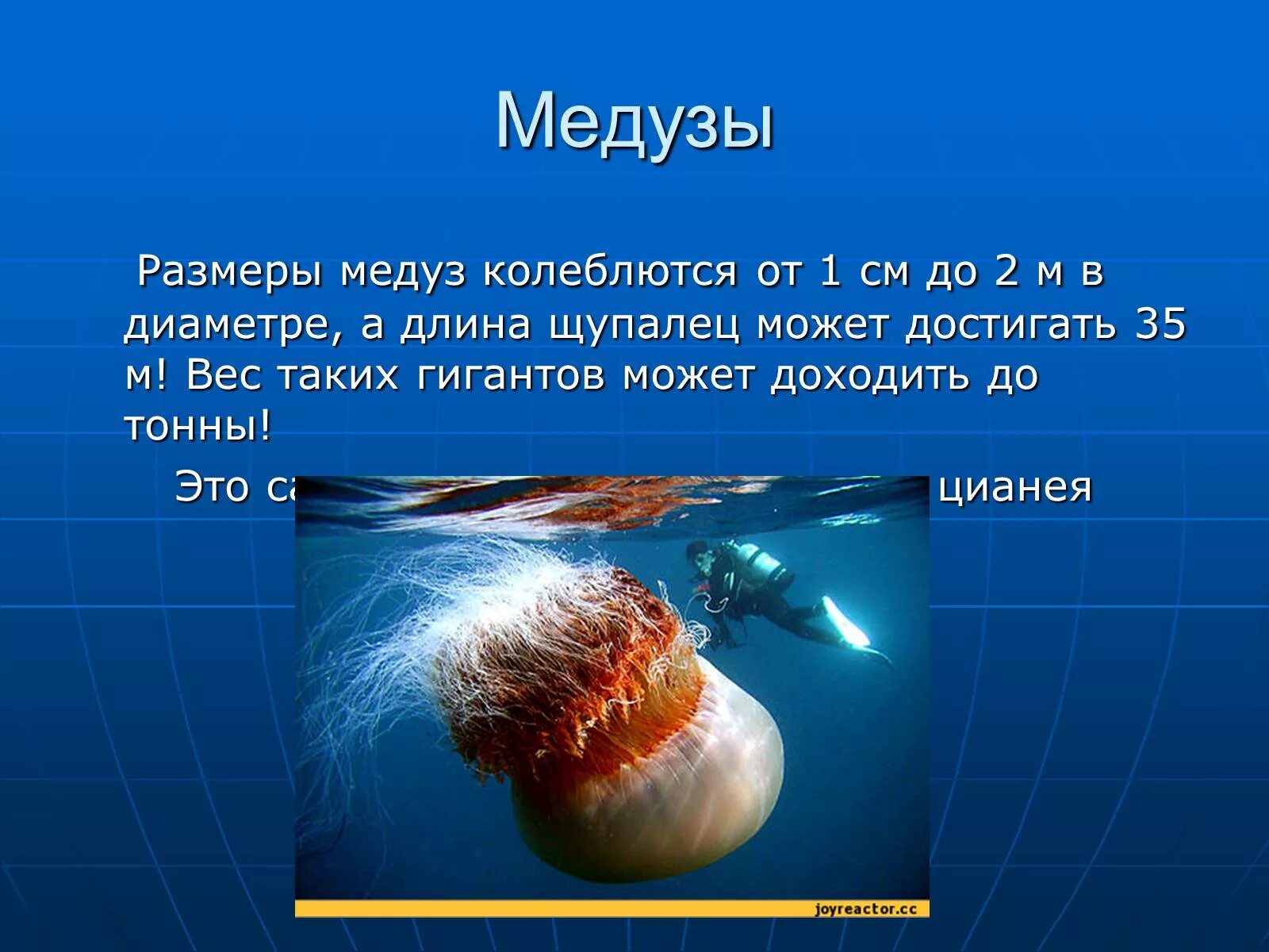 Медуза информация. Медузы презентация. доклад о медузах. медуза описание. рассказ о медузе.