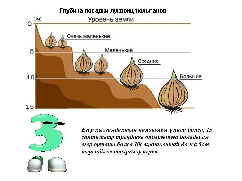 Глубина высаживания луковиц тюльпанов осенью. Глубина посадки луковиц тюльпанов. Глубина посадки тюльпанов осенью в грунт. Глубина посадки луковичных цветов таблица. Какая вода должна быть для тюльпанов