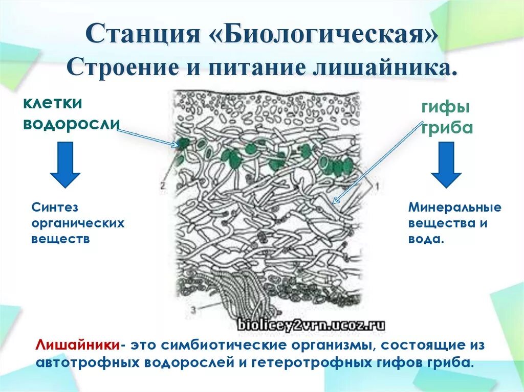 Строение лишайников: накипные, листоватые, кустистые.. Анатомическое строение лишайников. Структура кустистого лишайника. Строение лишайника ЕГЭ. Встречаются в составе лишайников имеют