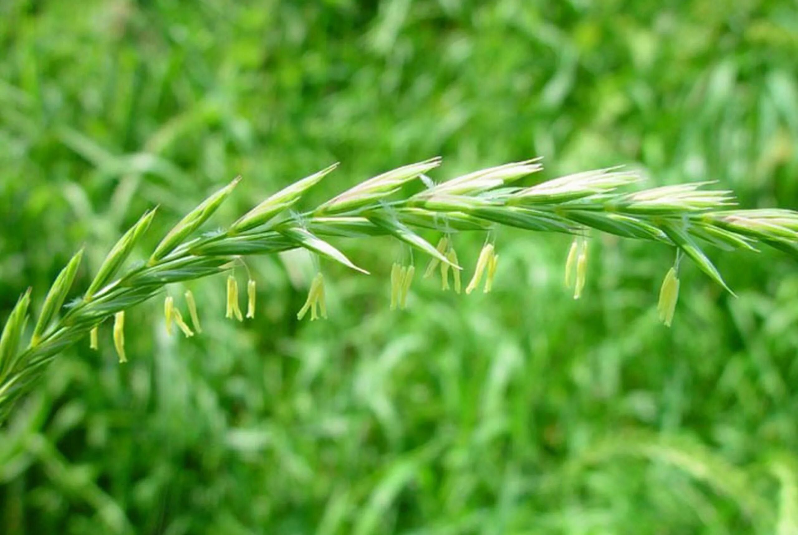 Как выглядит пырей. Пырей ползучий. Пырей ползучий (Elytrigia repens). Пырей ползучий (Elytrigia repens l.). Пырей отогнутоостый.