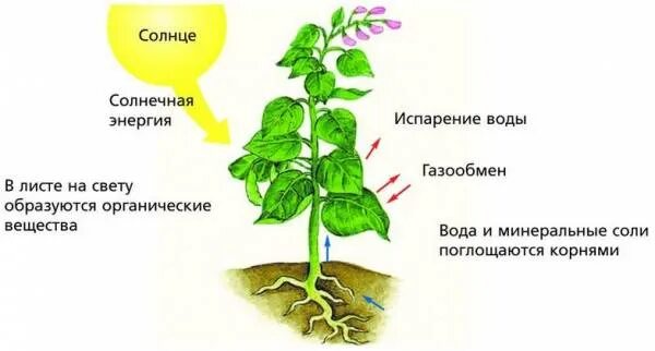 Роль воды для растений. Роль воды в жизни растений. Водный режим растений. Роль воды в жизнедеятельности растений. Зачем листьям вода