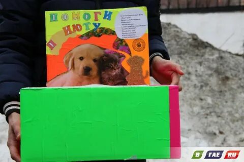 Приюты собирают деньги