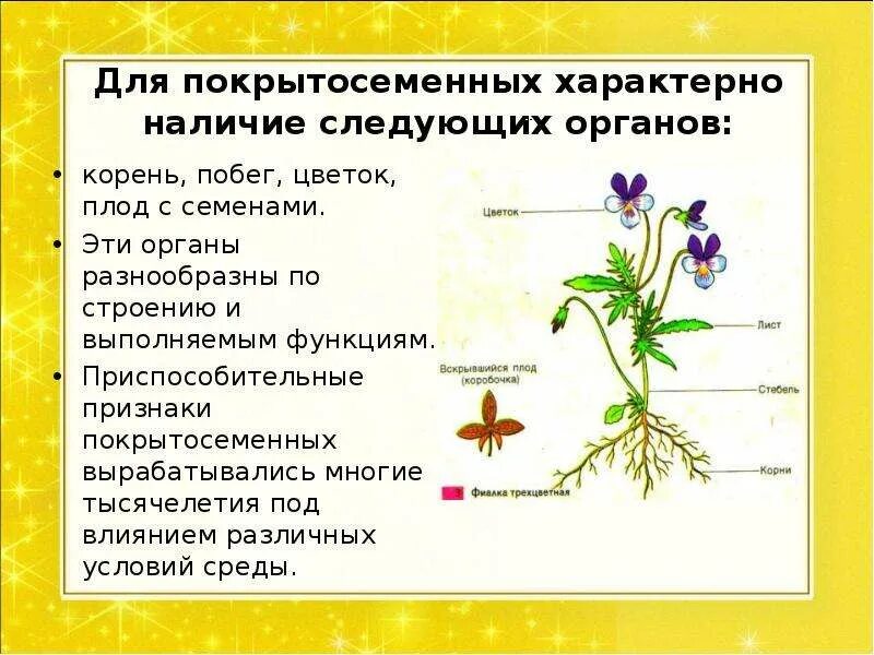 Изучение строения покрытосеменных. Строение цветковых покрытосеменных растений. особенности строения цветковых растений 5 класс биология. общее строение покрытосеменных растений. особенности строения покрытосеменных растений 5 класс.