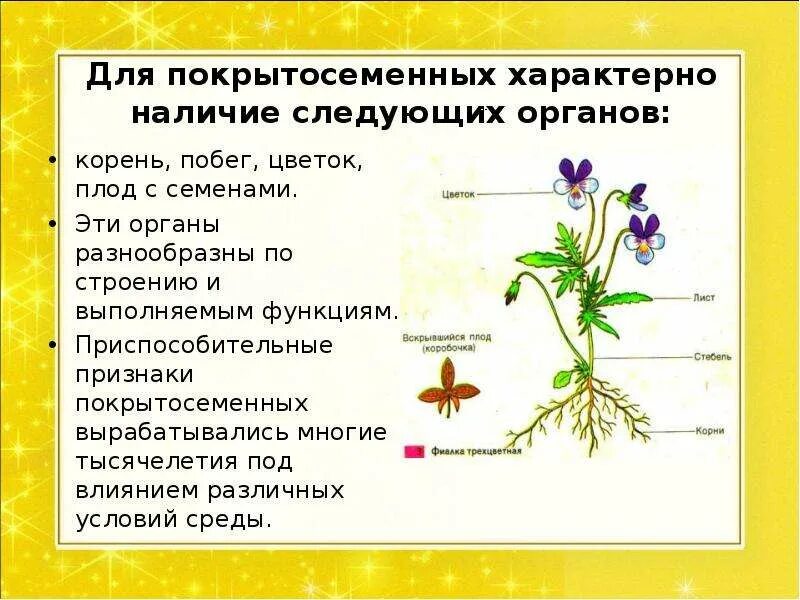 Покрытосеменные отличия. Строение цветковых покрытосеменных растений. Особенности строения цветковых растений 5 класс биология. Общее строение покрытосеменных растений. Особенности строения покрытосеменных растений 5 класс.