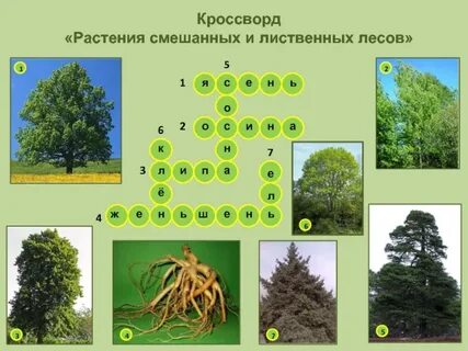 Лиственный лес 6 букв сканворд