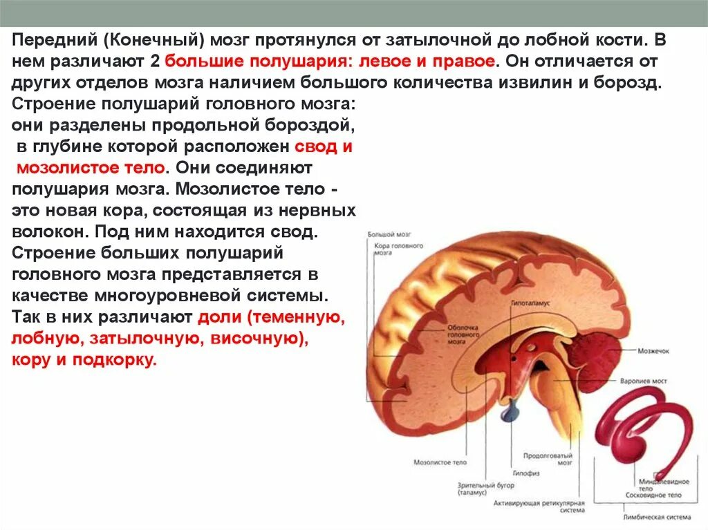 Передний конечный мозг. Конечный мозг строение. Особенности строения конечного мозга. Функции переднего и конечного мозга.