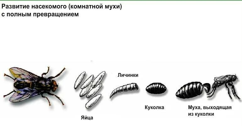 Комнатная муха полное или