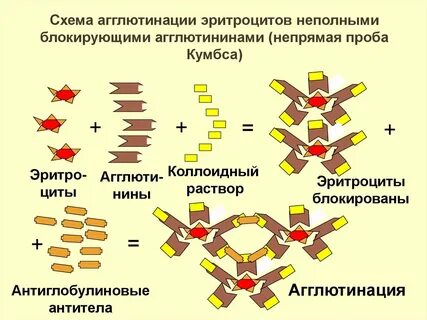 Реакция кумбса
