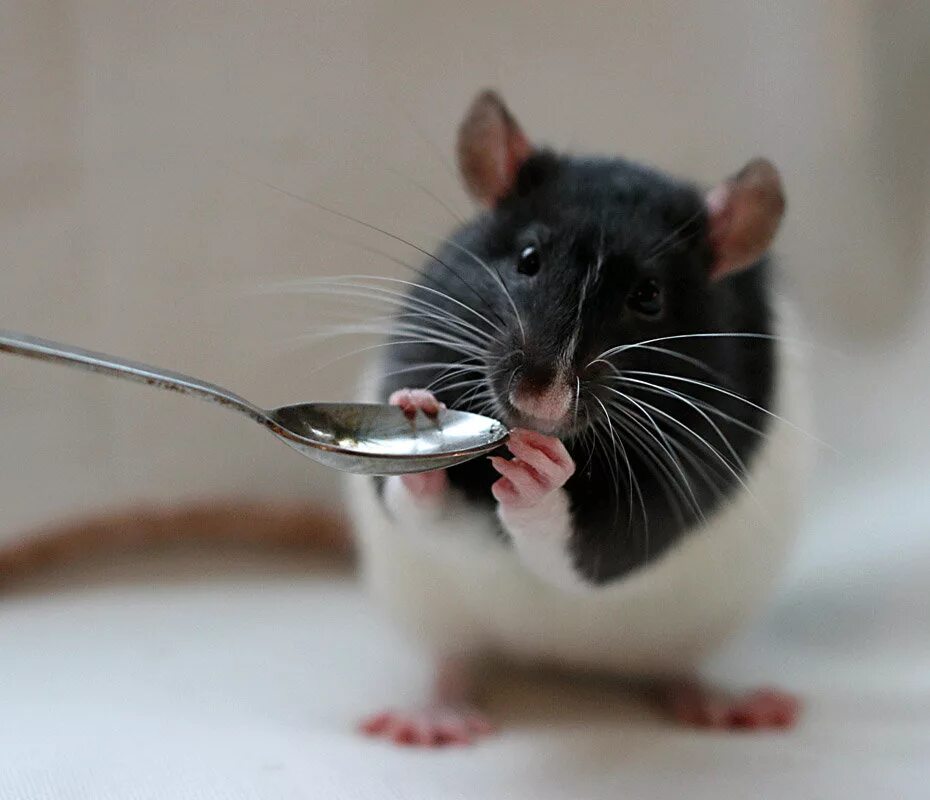Принял мыши. Крыса. Что едят мыши. Крысы домашние. Мышь домашняя декоративная.