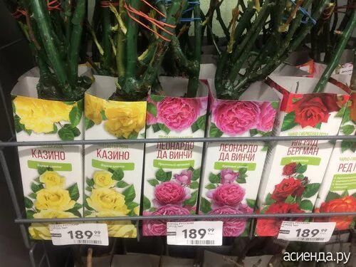 Живые цветы в пятерочке цена на сегодня. Саженцы роз в коробке. Саженцы роз в коробке в Пятерочке. Саженцы роз в Пятерочке. Саженцы роз в Дикси.