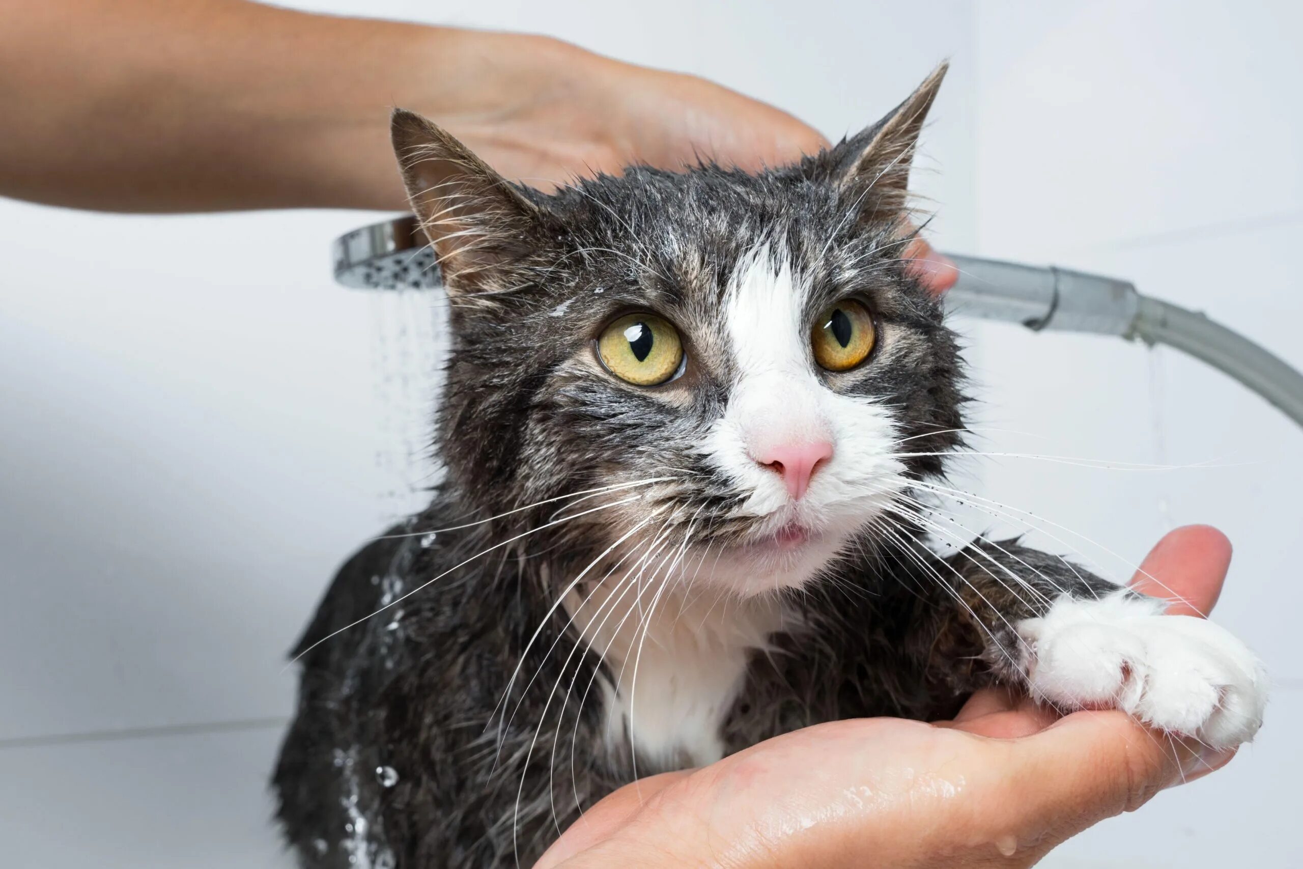 Кошка в воде. Почему кошки боятся воды. Cat Shower. Cat washing