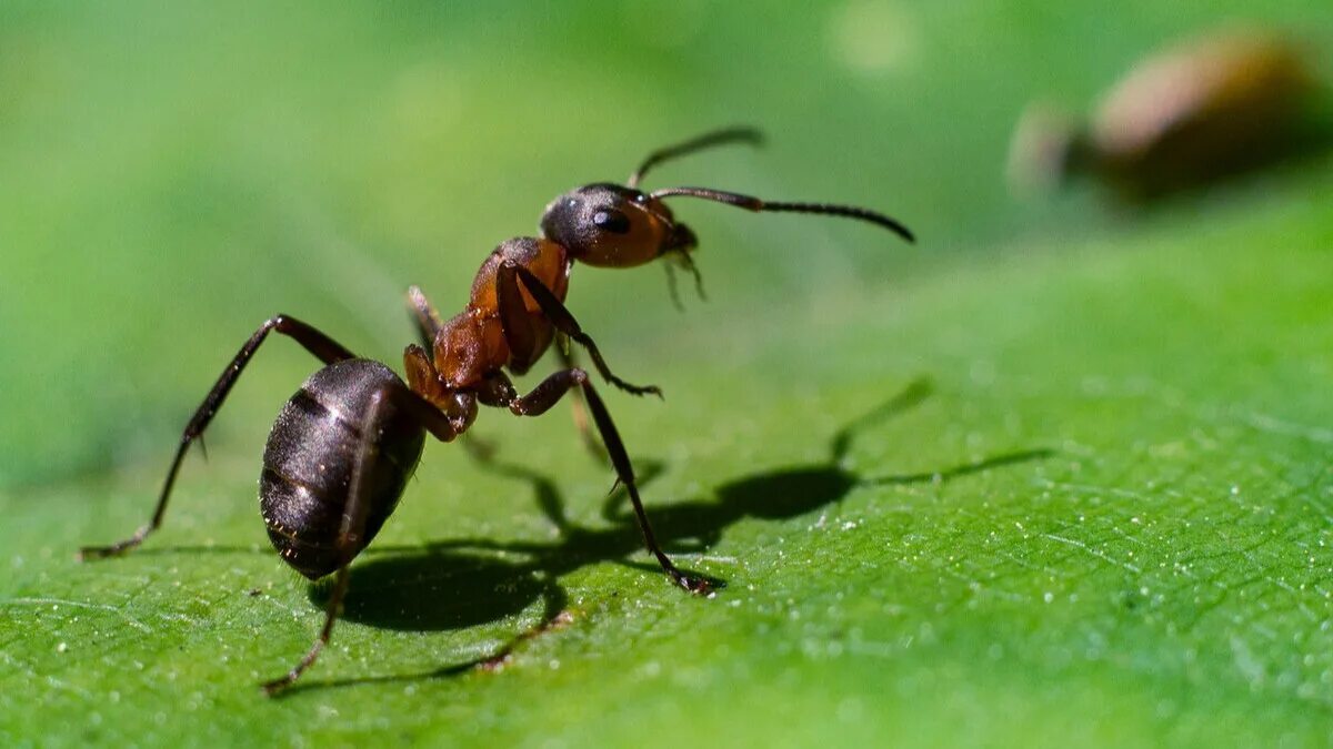 Садовые муравьи. Муравей крупно. Муравьев на участке.. Крупные муравьи на участке. Средство от муравья на даче