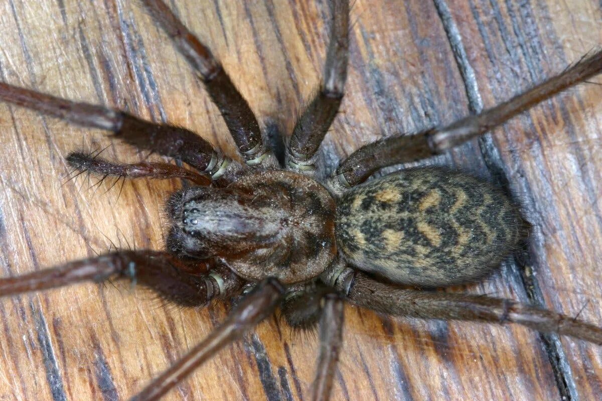 Ich eine spinne