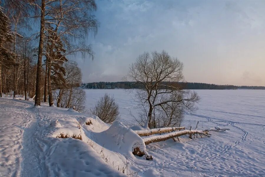 Берег озера зимой. Озеро Сенеж Солнечногорск зимой. Озеро Сенеж зимой. Озеро Сенеж Солнечногорск фото зимой. Сенежское озеро зимой.