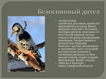 Дятел красная книга