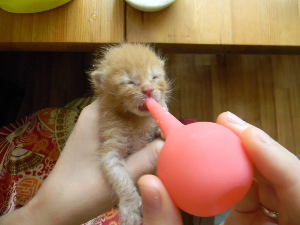 котята в 3 и 4 недели. котята 4 недели. котята 4 недели фото. коту 4 недели. коту 4 недели.