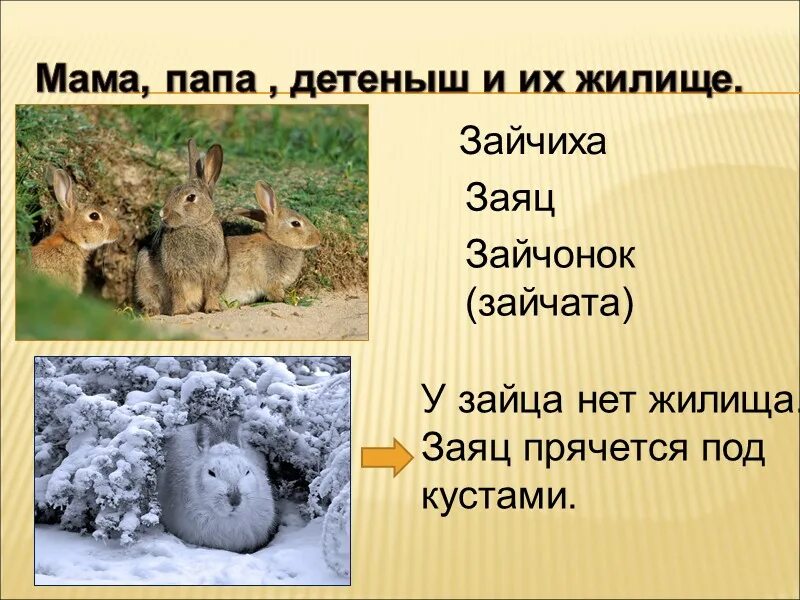 Где живет заяц. Заяц живет под кустом. Жилища зайца. Где живет заяц для детей. Зайцы живут под