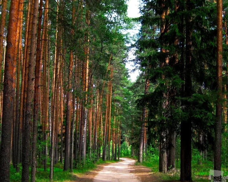 Сосновые леса в луге. Сосновый лес в Переславле Залесском. Сосновый Бор Пенза Ахуны. Ахуны Пенза лес. Сосновый Бор Ярославль лес.