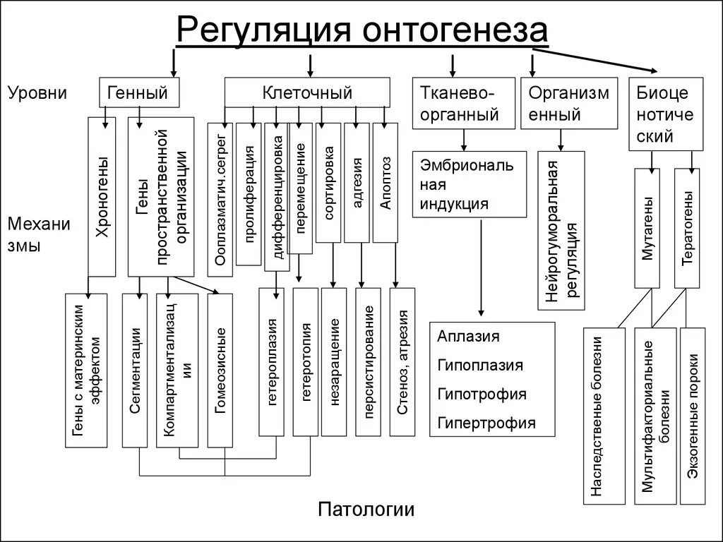 Онтогенез характерен. Механизмы регулирующие онтогенез таблица. Схема этапы развития онтогенеза. Механизмы регулирующие онтогенез схема. Типы регуляции онтогенеза.