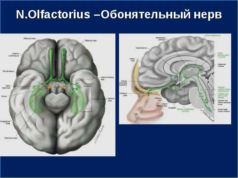 Обонятельный нерв (n. olfactorius). Обонятельный нерв путь. Nervus olfactorius схема. Обонятельный нерв строение.