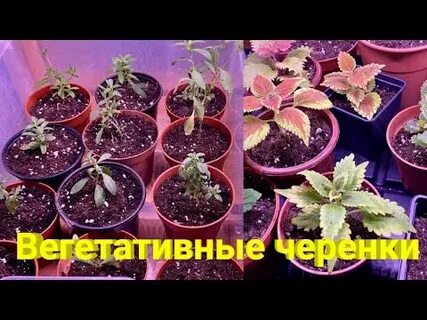 Вегетативные черенки оптом