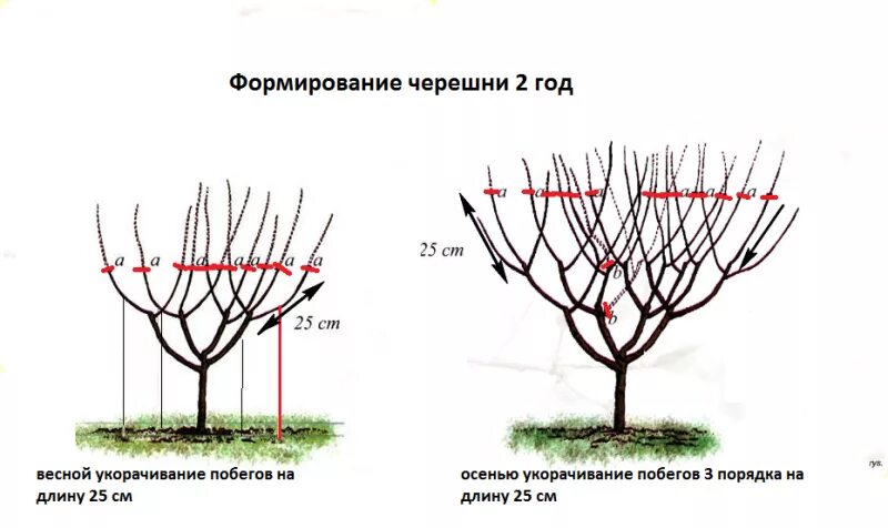 Как обрезать вишню