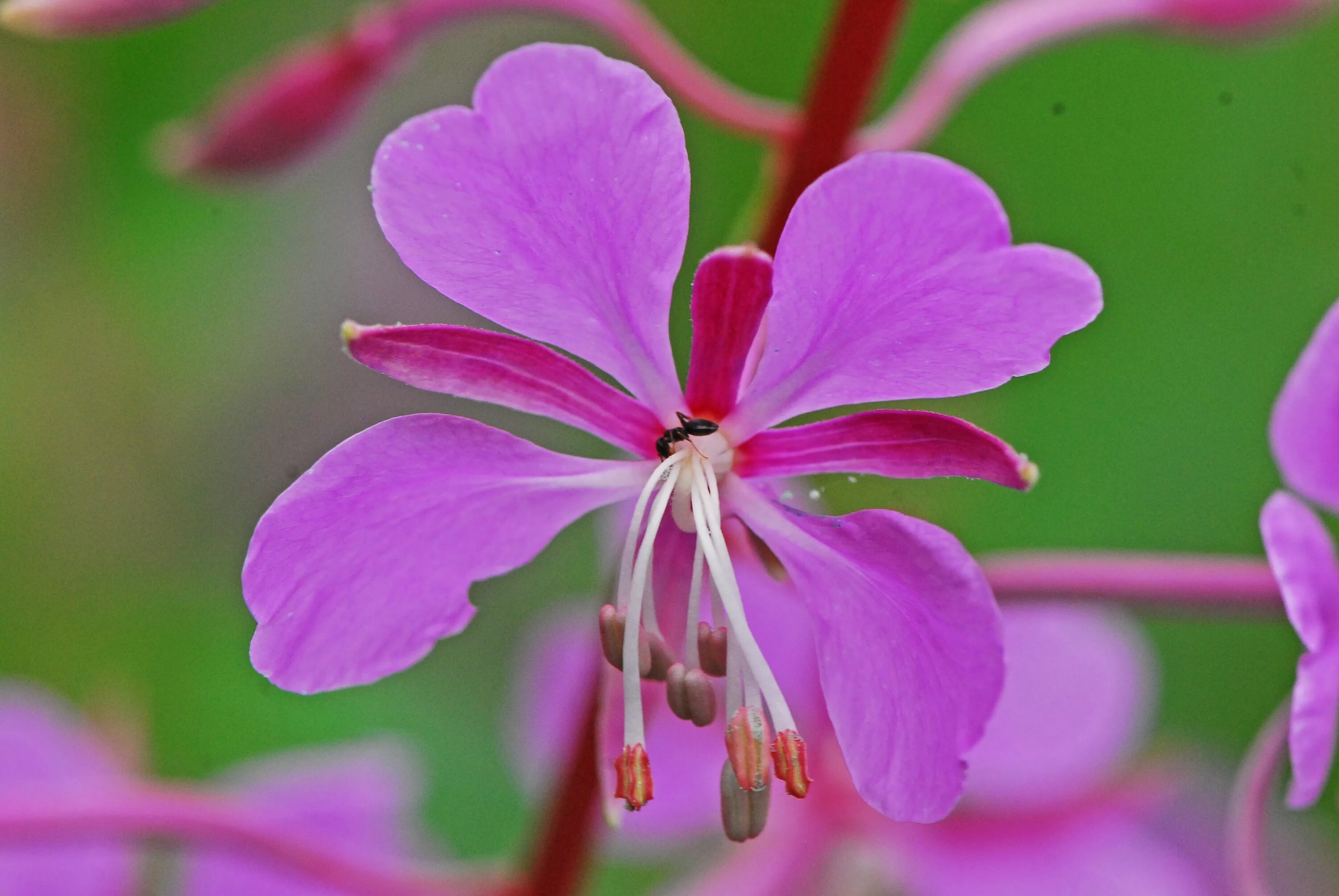 О самом главном о цветах. Кипрей цветок. Кипрей розовоцветный.