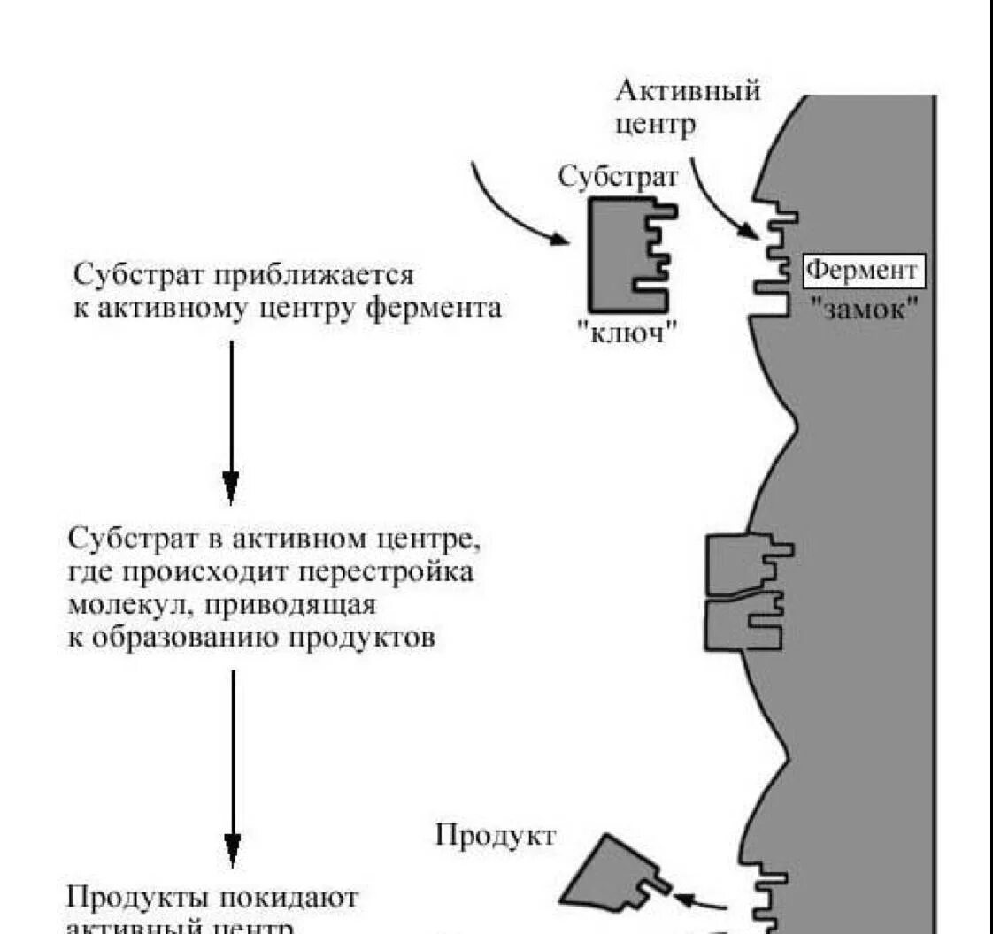 Гипотеза ключ замок ферменты. Гипотеза ключа и замка Фишера. Фермент ключ субстрат замок. Механизм ключ замок биохимия.