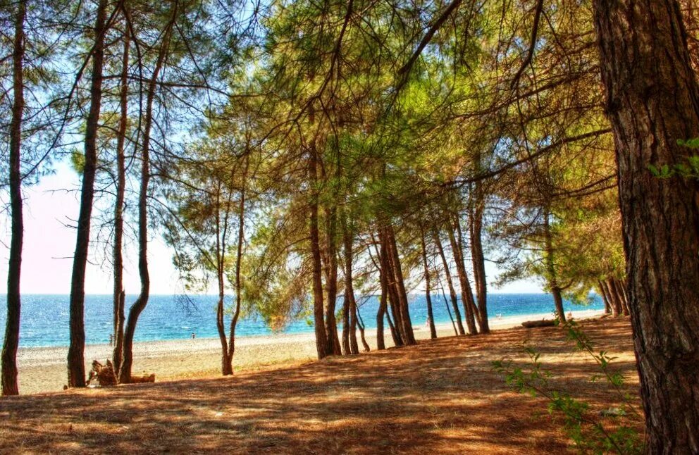 Абхазия пицундасосновыц пляж. Пицунда реликтовые сосны пляж. Сосновая роща Пицунда пляж. Абхазия Пицунда Сосновый пляж. Тихая гавань пицунда отзывы