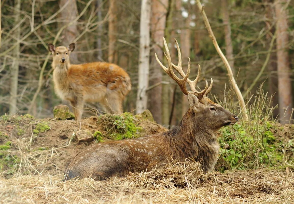 олень писатель