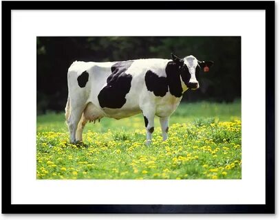 Nature Agriculture Farm Animal Cow Field Friesian Framed Pri 流 行 Art