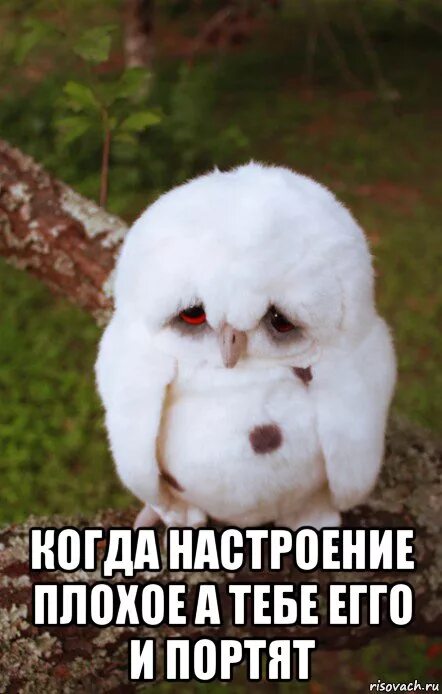 Если плохое настроение картинки. Избавление от плохого настроения. Ничего настроение плохое. Высказывания про настроение. Когда плохое настроение картинки.