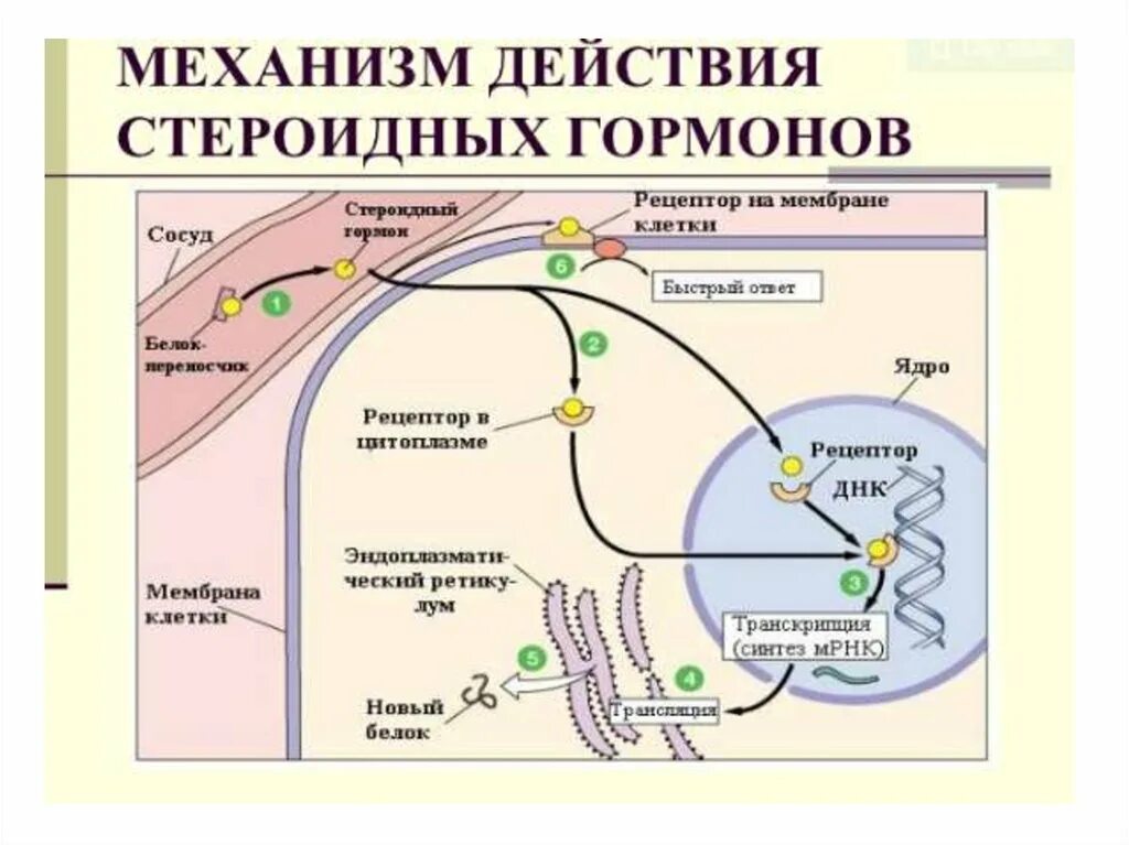 Механизм действия стероидных гормонов биохимия схема. Метаболизм стероидных гормонов биохимия. Механизм действия стероидных гормонов на ткани мишени. Механизм воздействия стероидных гормонов на клетки. Специфическое действие гормонов заключается в том что