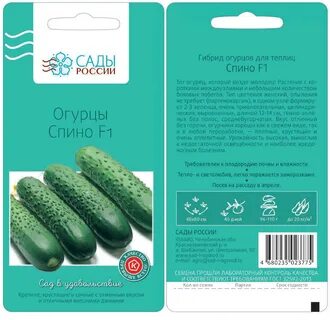 Огурец сорт спино
