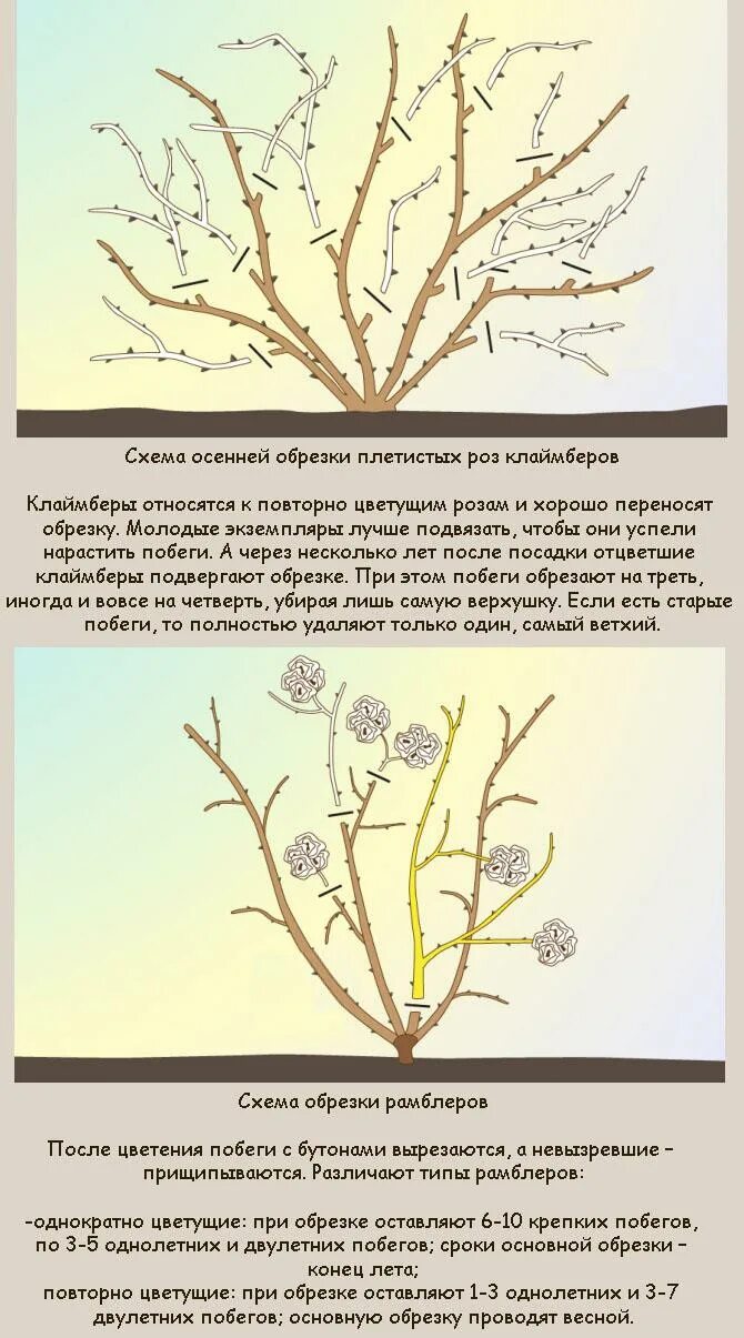 Обрезают ли плетистую розу весной. Схема обрезки плетистой розы осенью. Обрезка плетистой розы осенью. Схема обрезки плетистых роз осенью. Обрезание плетистой розы весной.