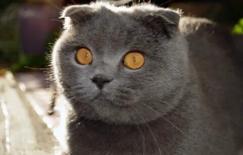 Кошка вислоухая глаза