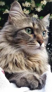 Лучший кот года